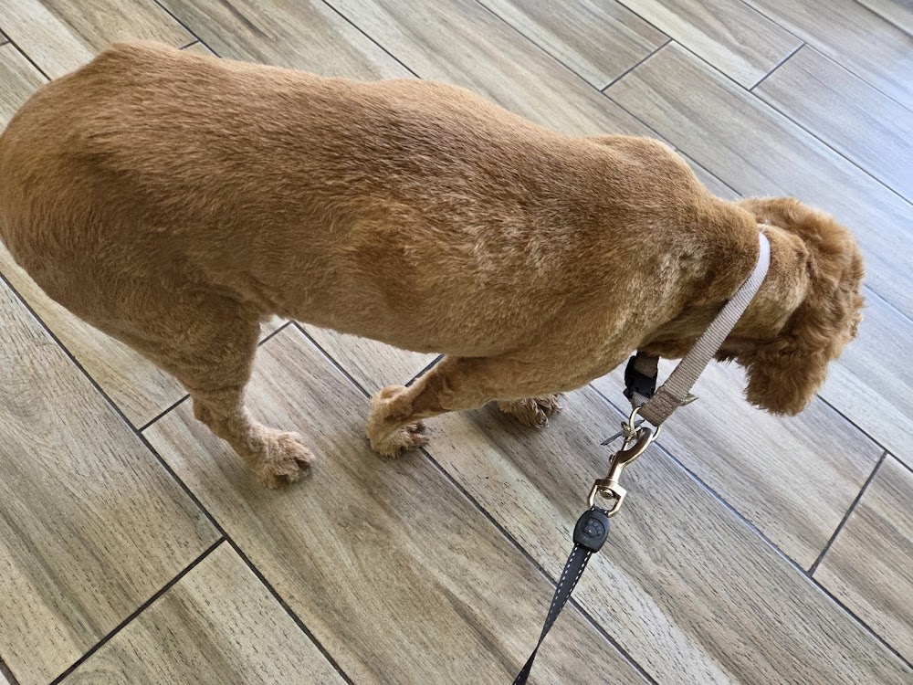 Andy's Pet Grooming Eagle Rock