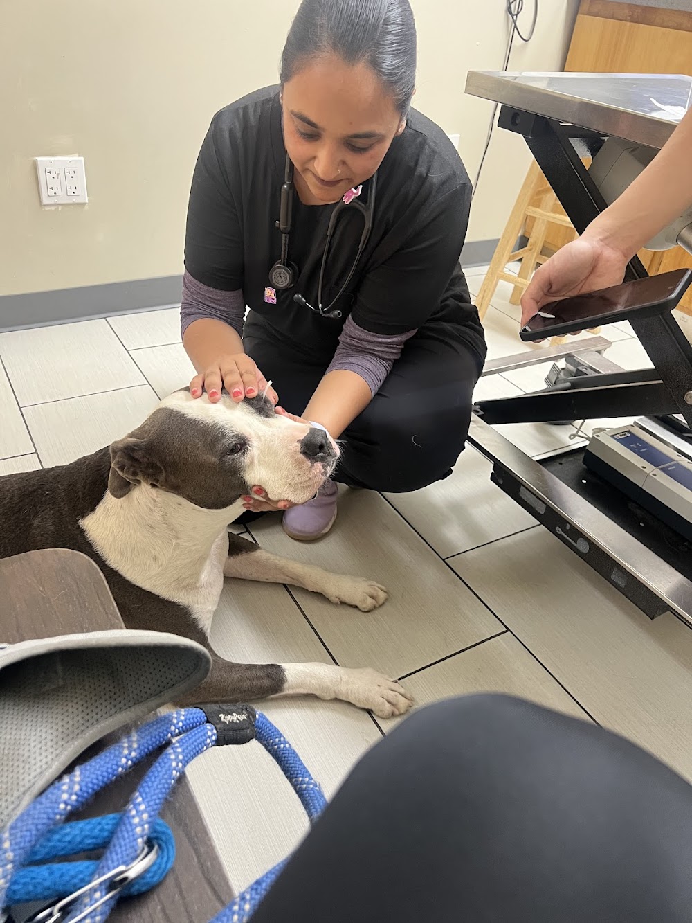 Panorama Pet Hospital