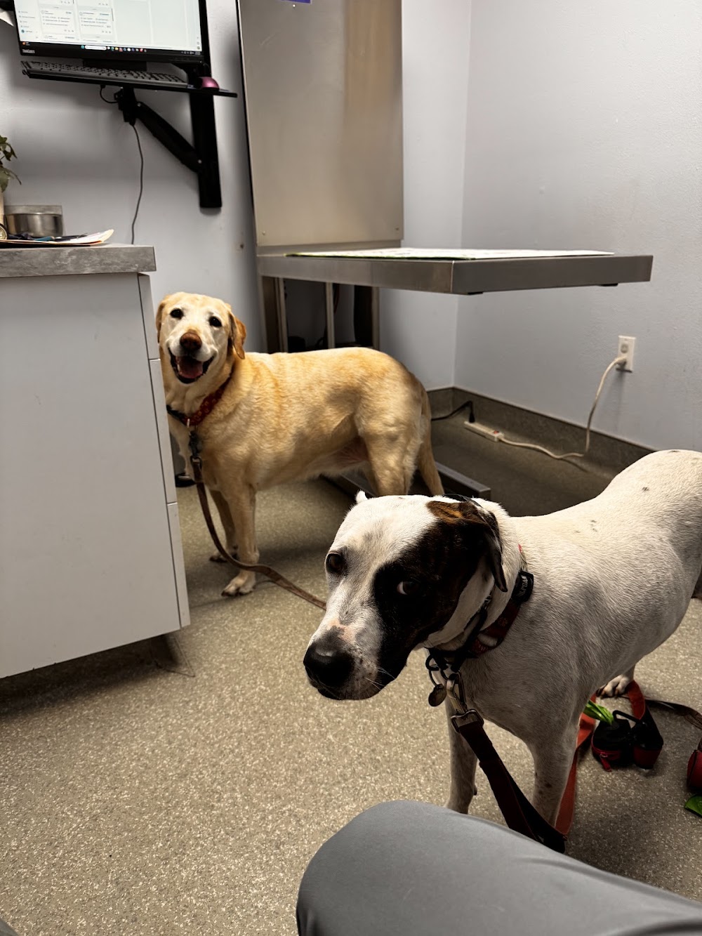 Toluca Burbank Dog & Cat Hospital